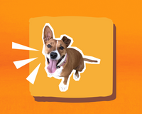 medium sized dog barking on an orange background