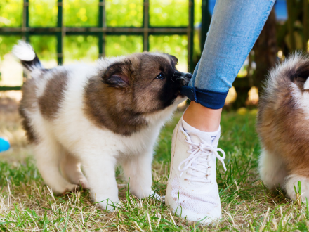  Brown and white puppy in a park biting someone’s leg