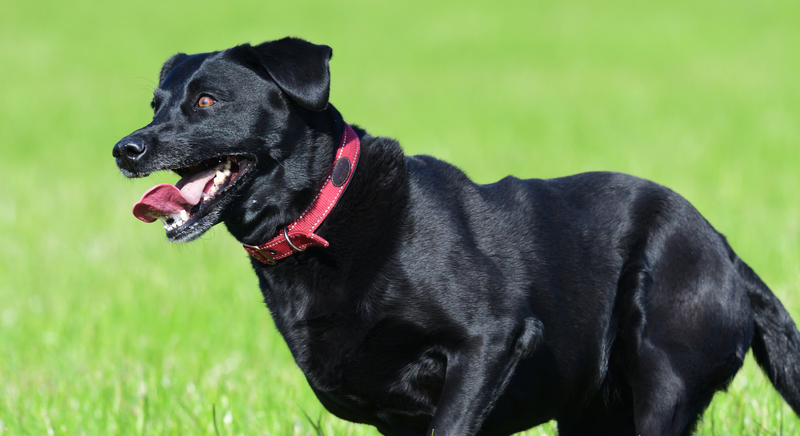 Excited dog in a green field of grass