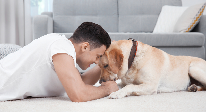 Dog Training Tips with Ultrasonic Devices: Building a Positive Bond with your Dog