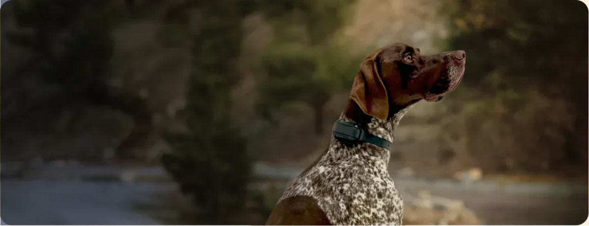 Wireless GPS Dog Fence Collar System – Customizable Boundaries, App-Controlled, Waterproof