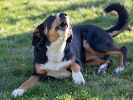 neighbour complaining about dog barking in backyard on grass