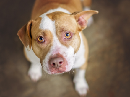 Brown and white dog looking up with big puppy eyes