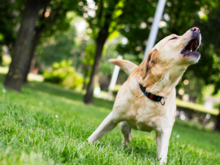 Dog barking in the park