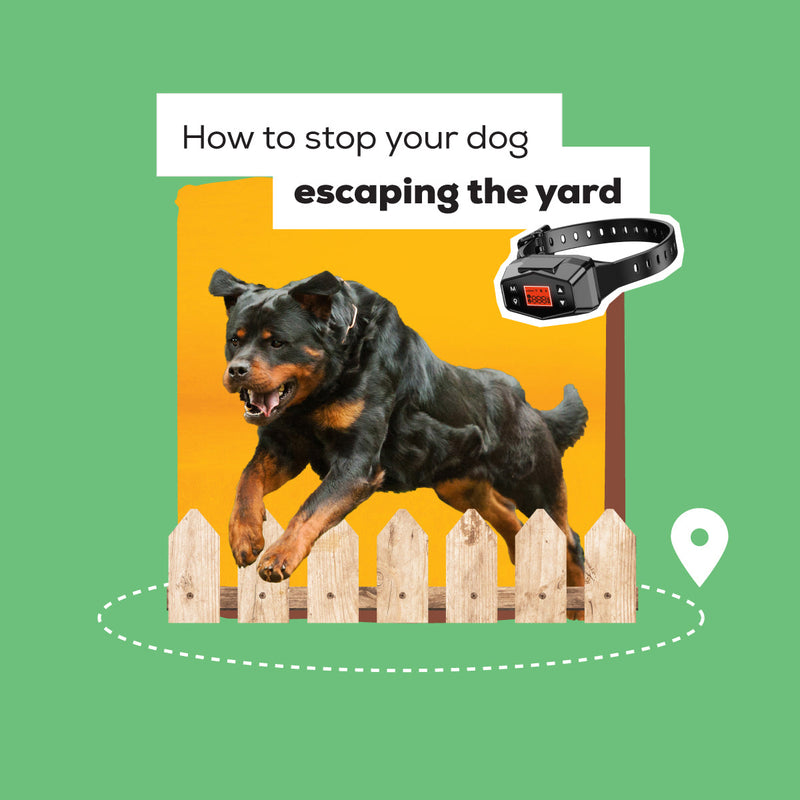 How to Stop Your Dog Escaping the Garden?