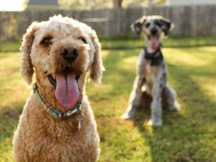 Large dogs with bark collar