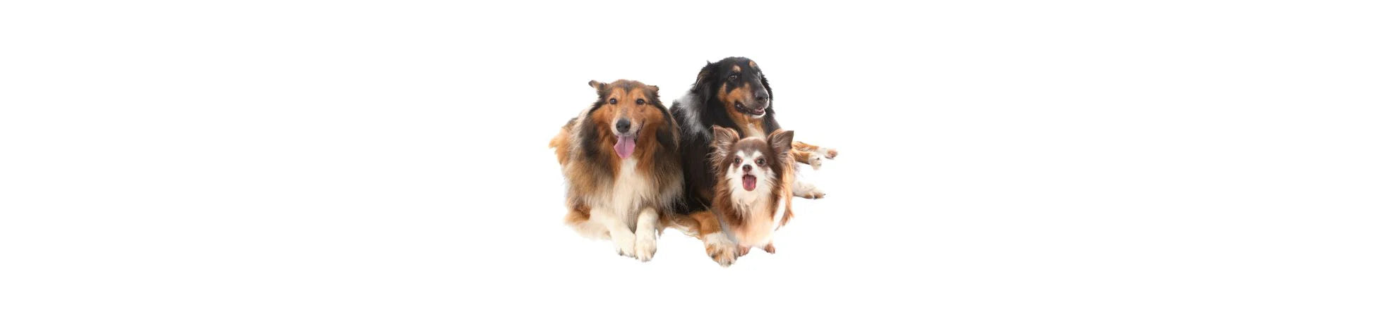 Best Sellers | eDog UK