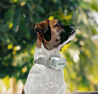 Vibration Collars: Gentle Training Solutions | eDog UK Vibration Collars: Gentle Training Solutions | eDog UK