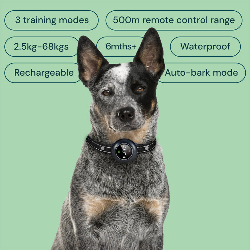 Dog wearing the Houndware 2-in-1 Pro Training Collar - Provides effective training and bark control with and features