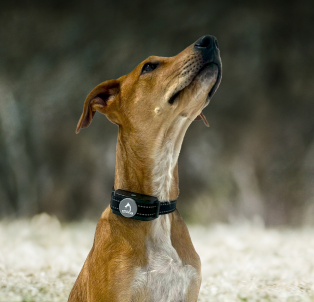 Large Dog Bark Collars That Truly Work