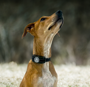 Powerful bark collar online