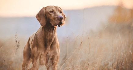 Large Brown Dog in field