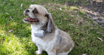 Brown and white dog wearing training collar